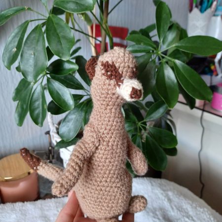 Meerkat